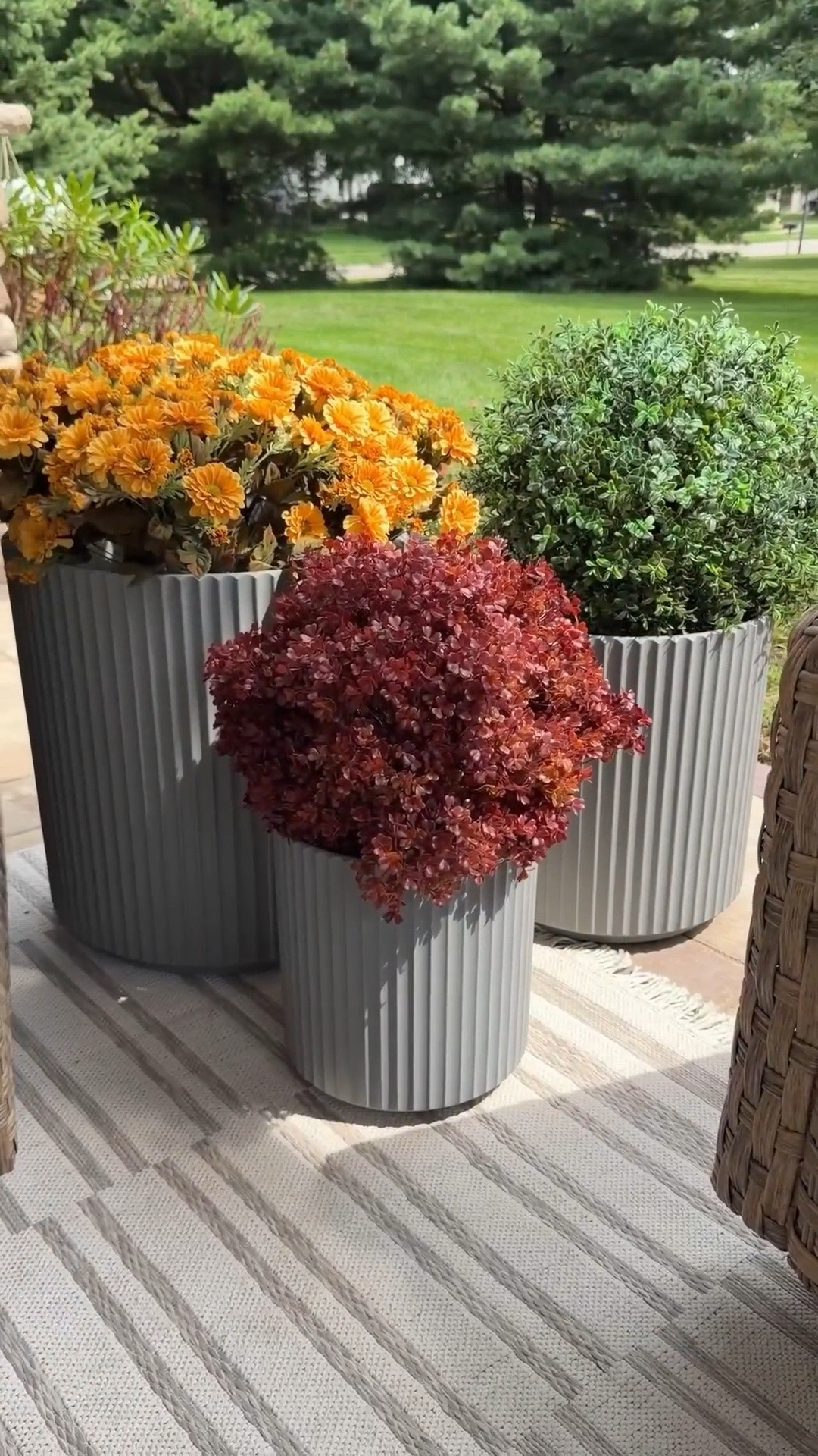 The perfect planter trio set for fall mums and more ❤️🍂🍁

#LTKHome #LTKSeasonal