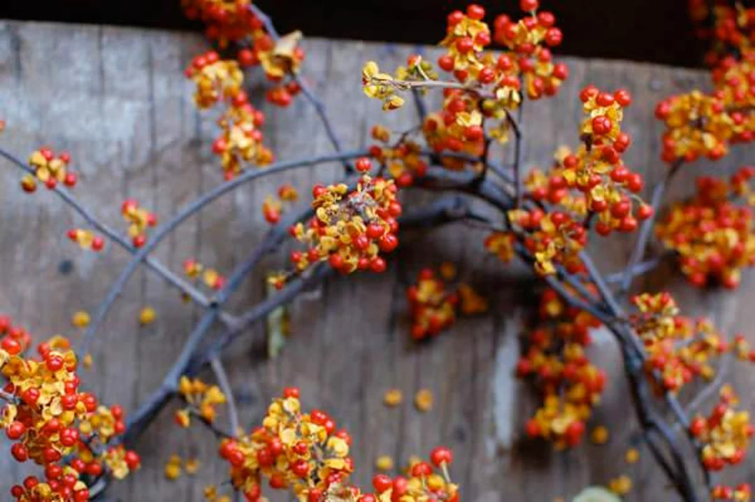 Bittersweet Vine by the Foot - Etsy | Etsy (US)