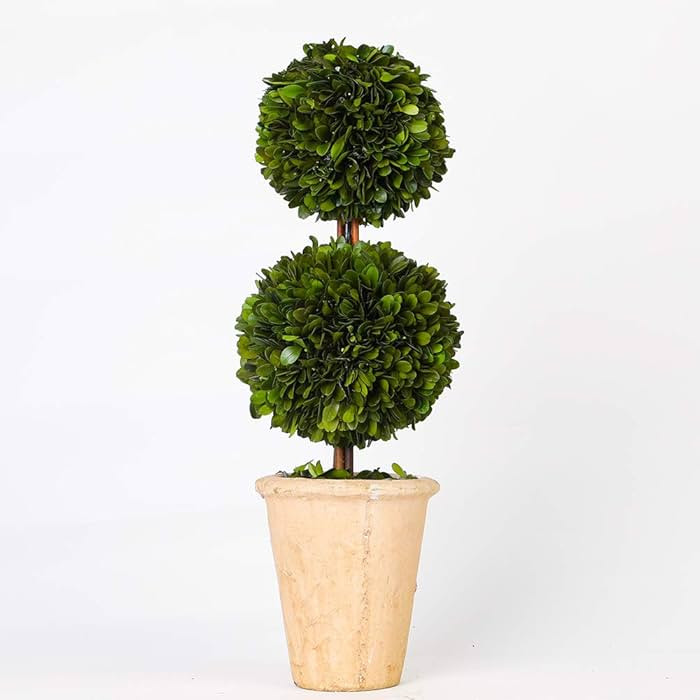 Real Preserved Boxwood Evergreen Potted Tree Globe Tree Topiary in Terracotta Planter, Home Decor... | Amazon (US)