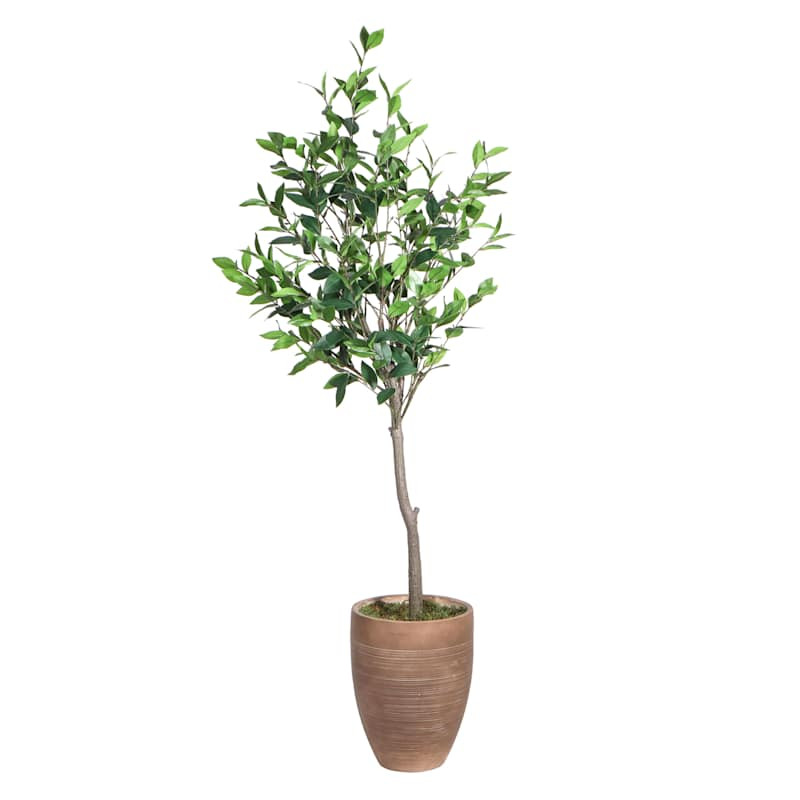 Bay Tree in Magnesia Pot, 47" | At Home