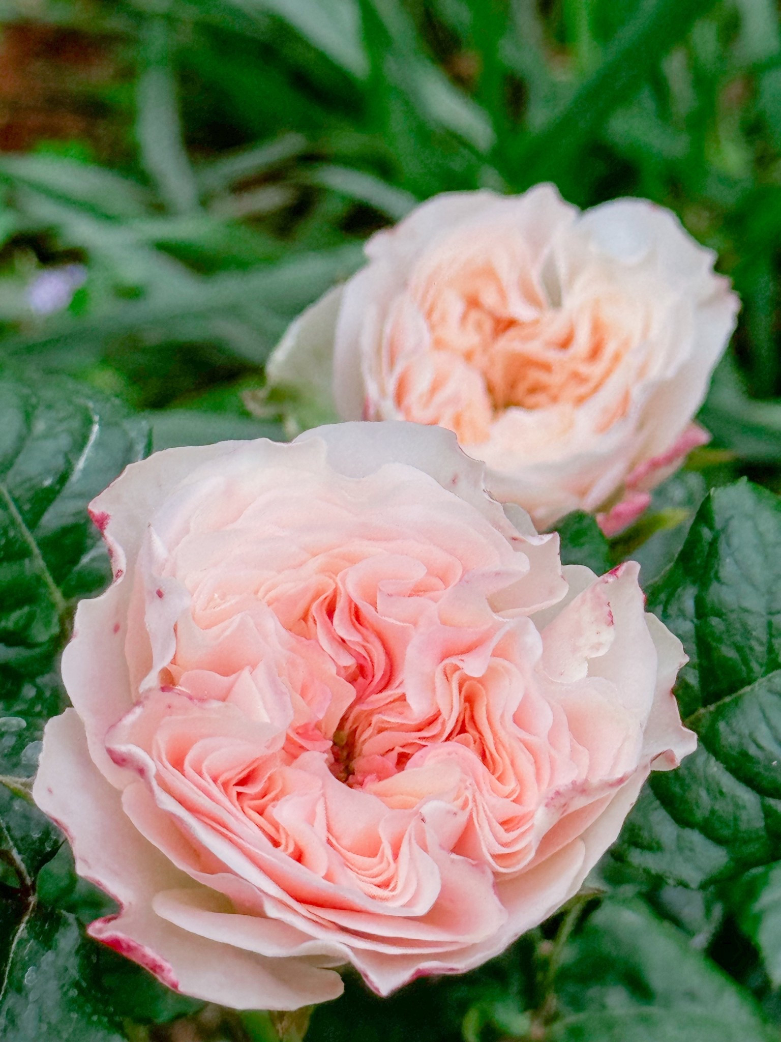 Stanley abbey!

#LTKSeasonal #LTKWedding #LTKdayinmylife