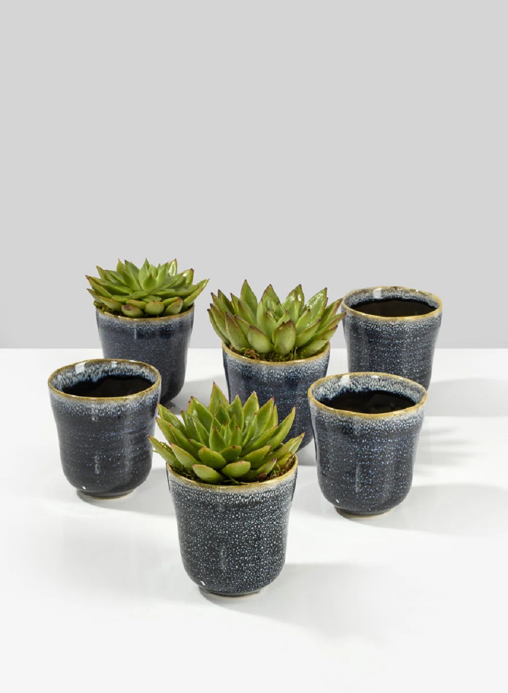 Perkins Ceramic Pot Planter (Set of 6) | Wayfair North America