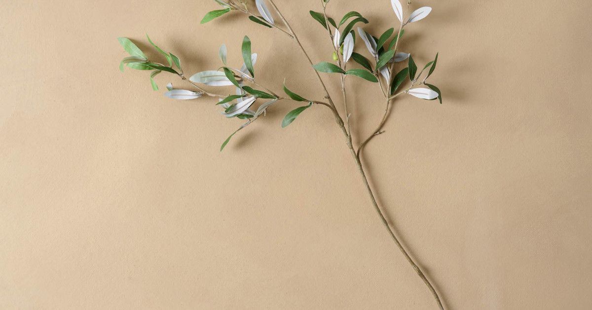 Olive Stem | Magnolia