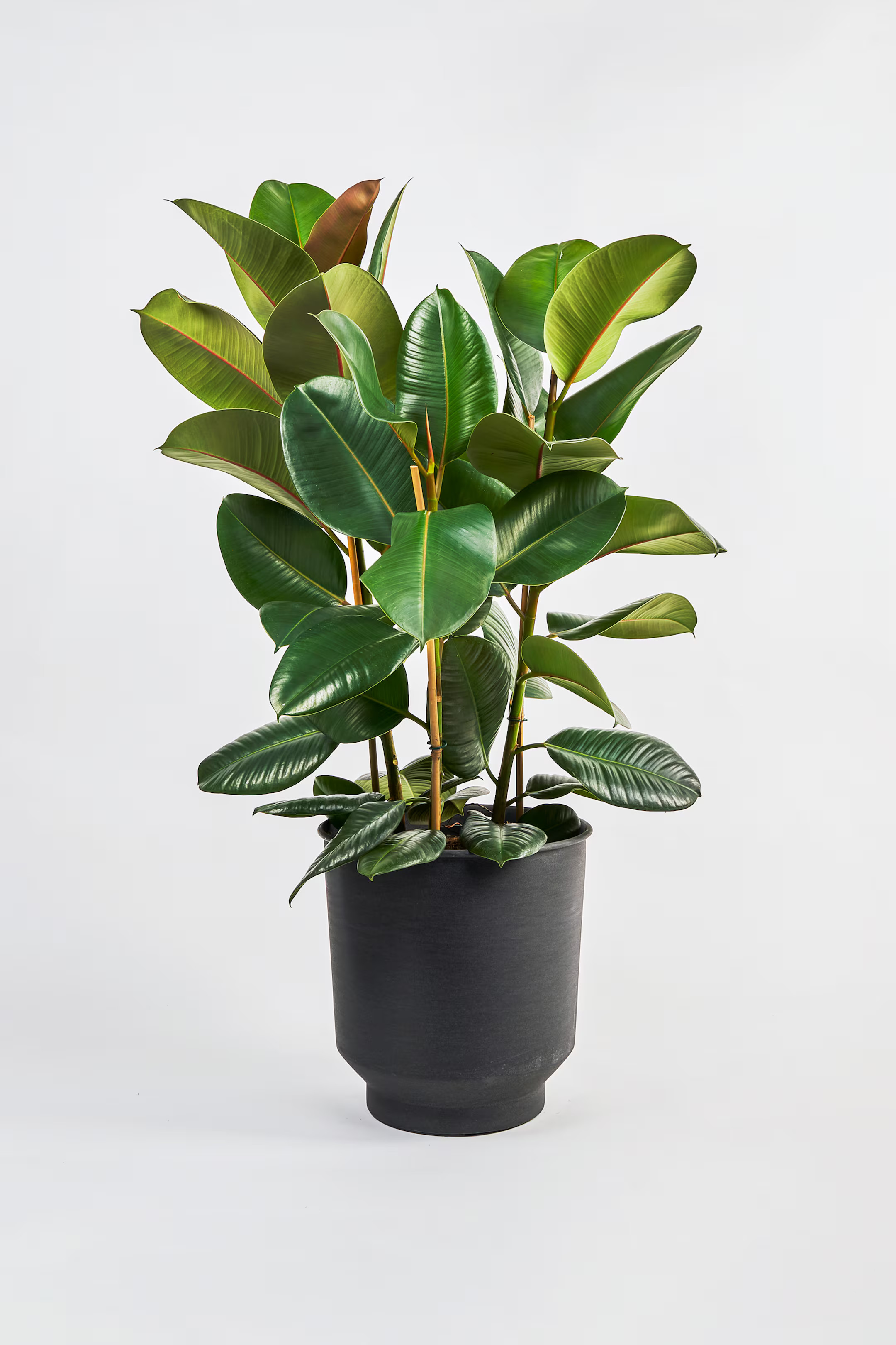 Rubber Plant | H&M (UK, MY, IN, SG, PH, TW, HK)