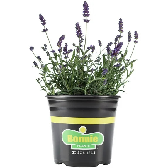 Bonnie Plants Lavender 2.32 qt. | Walmart (US)