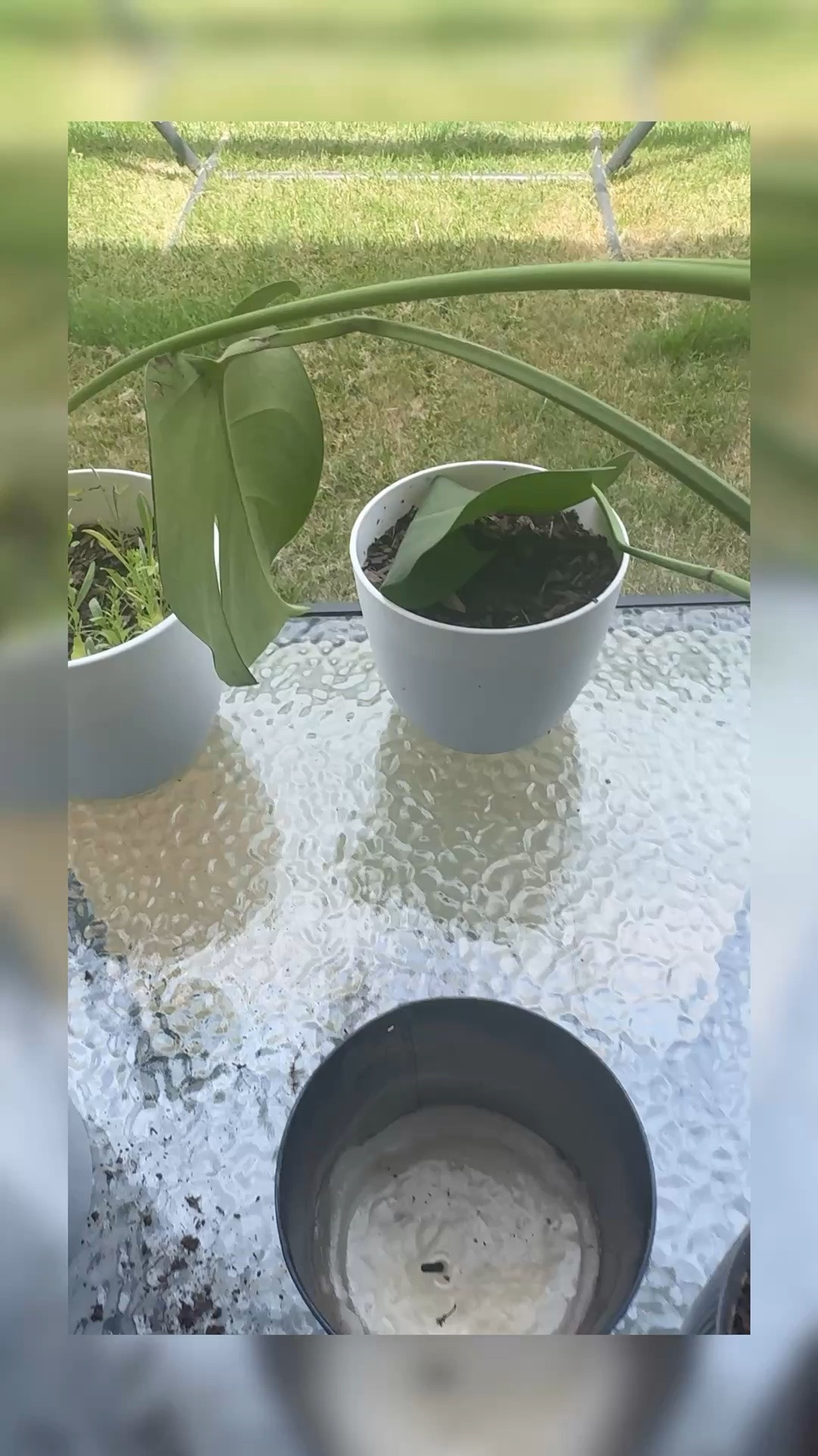 Repotting my wild flowers + money tree.

Plants, plant mom, outdoor plants, plant nutrients, plant soil

#LTKdayinmylife #LTKselfcare #LTKHome