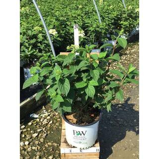 Hydrangea paniculata Fire Light | The Home Depot