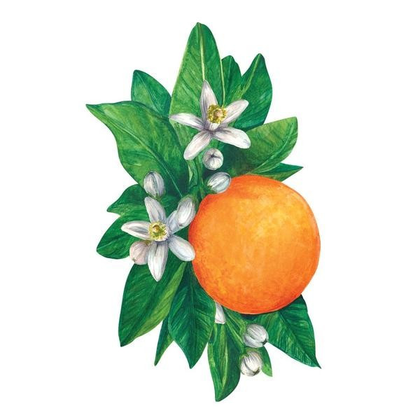Orange Blossom Table Accent | Waiting On Martha