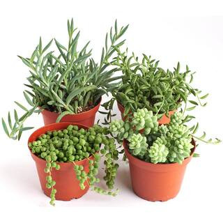 Shop Succulents String of Pearls, Burrito Sedum, Fishhook and String of Bananas4 in. Grow Pots (4-Pa | The Home Depot