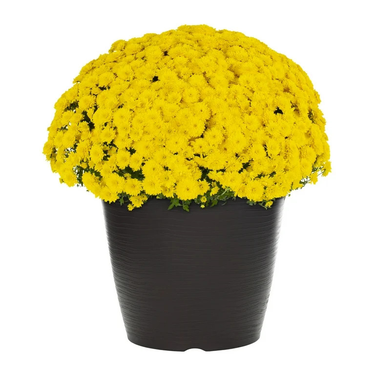 Better Homes & Gardens 3.5G Yellow Mum (1 Count) Live Plant with Decorative Round Planter | Walmart (US)