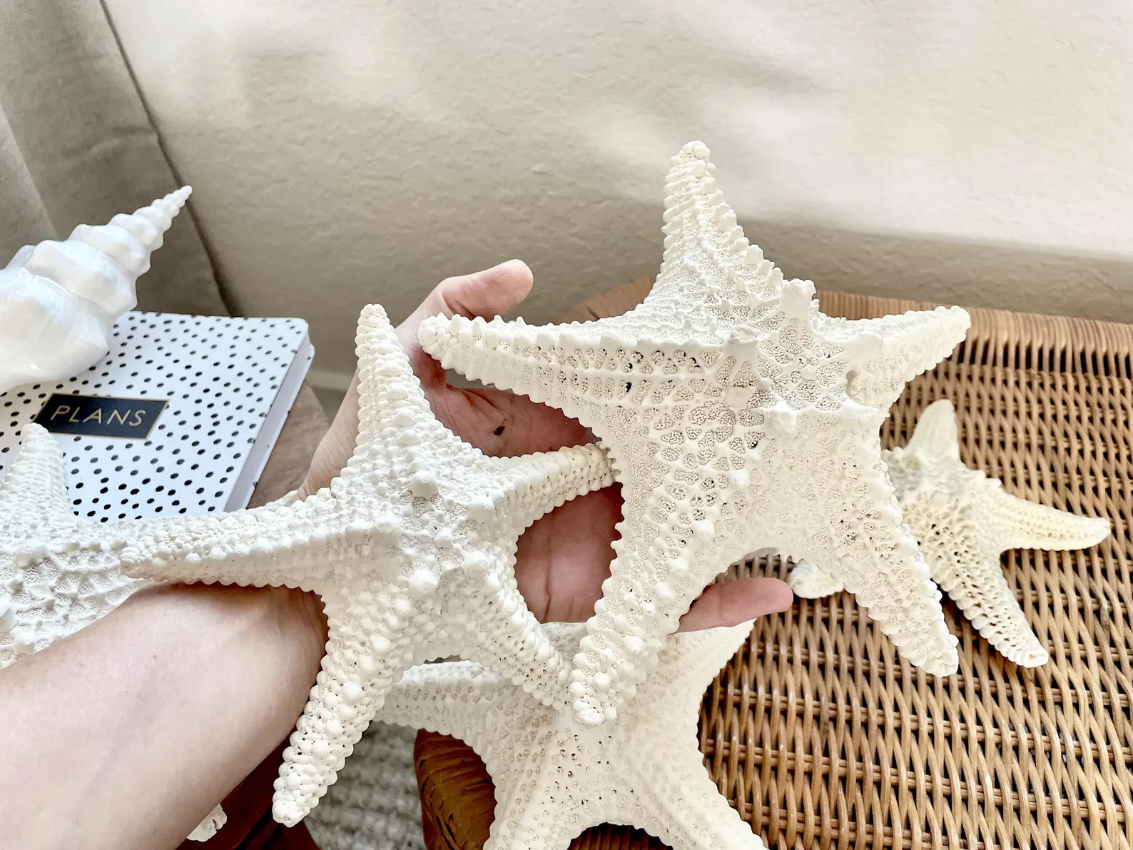 Knobby Starfish 100% Real XS-XXL 2-10" off White/tan Color Crafts & Coastal Décor Star Fish Wedd... | Etsy (US)