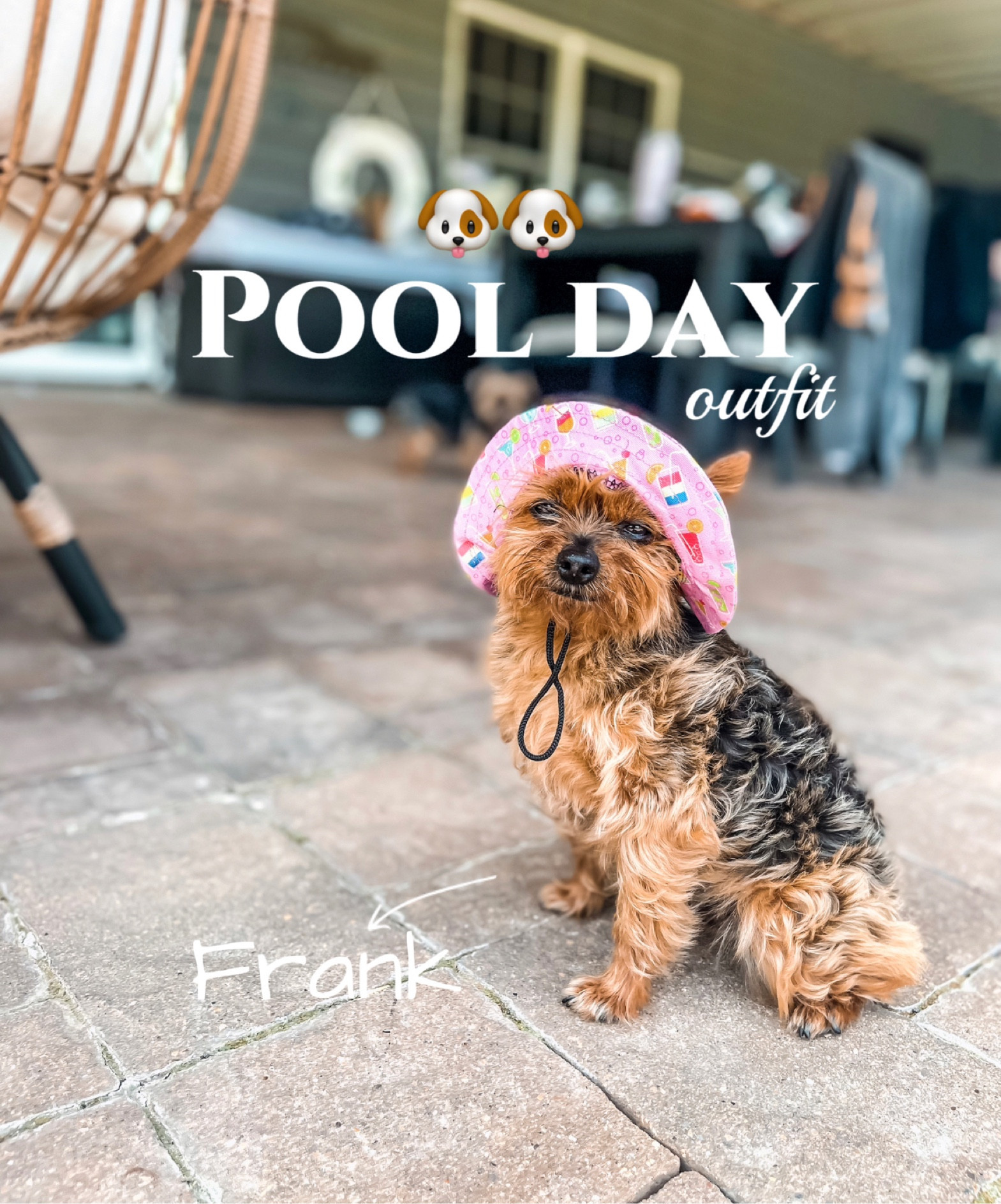 Dog 🐶 pool day outfit
- pet bucket hat / sun protection 
-lightweight cooling vest 

#LTKFind #LTKswim #LTKSeasonal