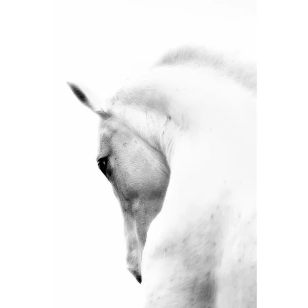 'White Horse Wrapped' Photographic Print on Canvas | Wayfair North America