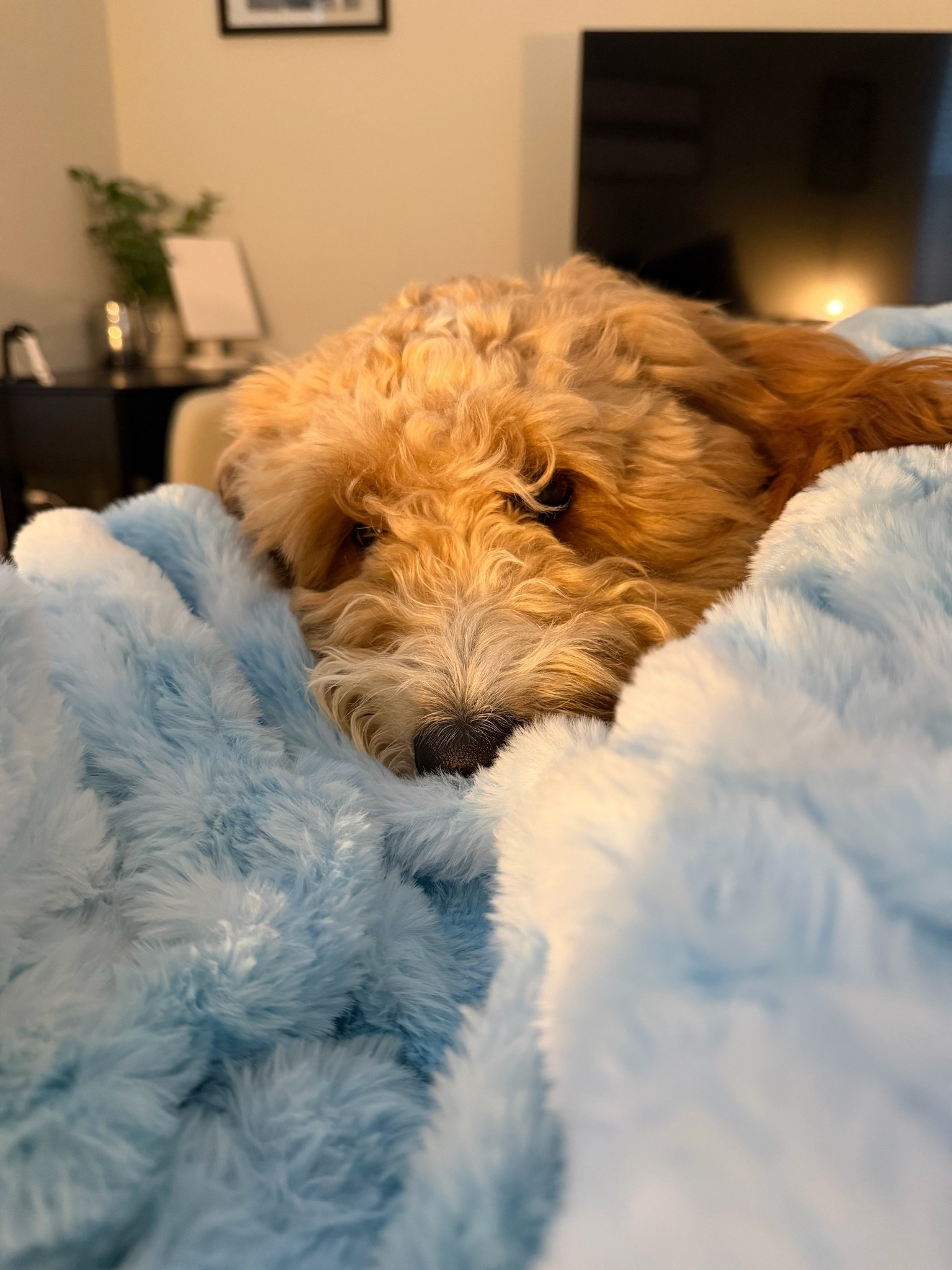 Snuggled up with our favorite blanket! 🩵 We have the color Wave in size medium. It weighs 5 lbs

#LTKSaleAlert #LTKdayinmylife #LTKOver40