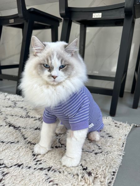 Surgery recover onesie for kittens 

#LTKfindsunder50 #LTKfindsunder100