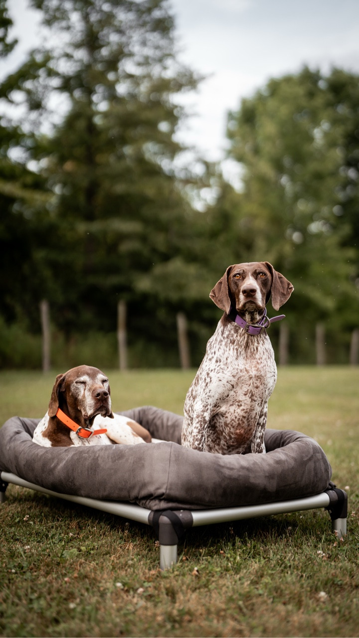 Delivery day for the pups! 🐾 Just set up their new @kurandadogbeds chew-proof aluminum bed with the coziest bolster and pillow pad.
We’ve used Kuranda beds for years—indoors and out—and they’re truly built to last.
🔗link in bio! 

#dogsofinstagram #gsp #dogs #kuranda #instadogs #dogbed #puppy

#LTKPets #LTKFamily