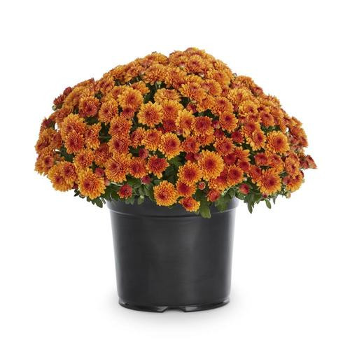 3-Quart Orange Mum in Pot (L5581) Lowes.com | Lowe's