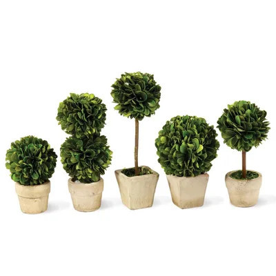 Marin French Country Green Boxwood Potted Mini Topiaries - Set of 5 | Kathy Kuo Home