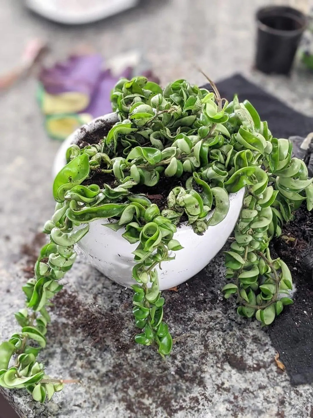 Hoya Compacta Hindu Rope ROOTED - Etsy | Etsy (US)