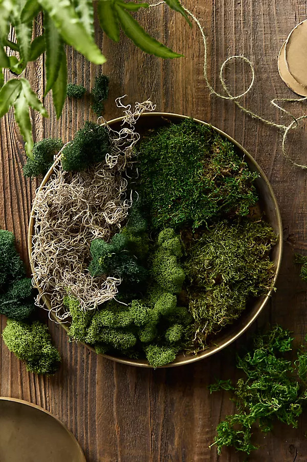 Preserved Mood Moss, Set of 6 | Anthropologie (US)