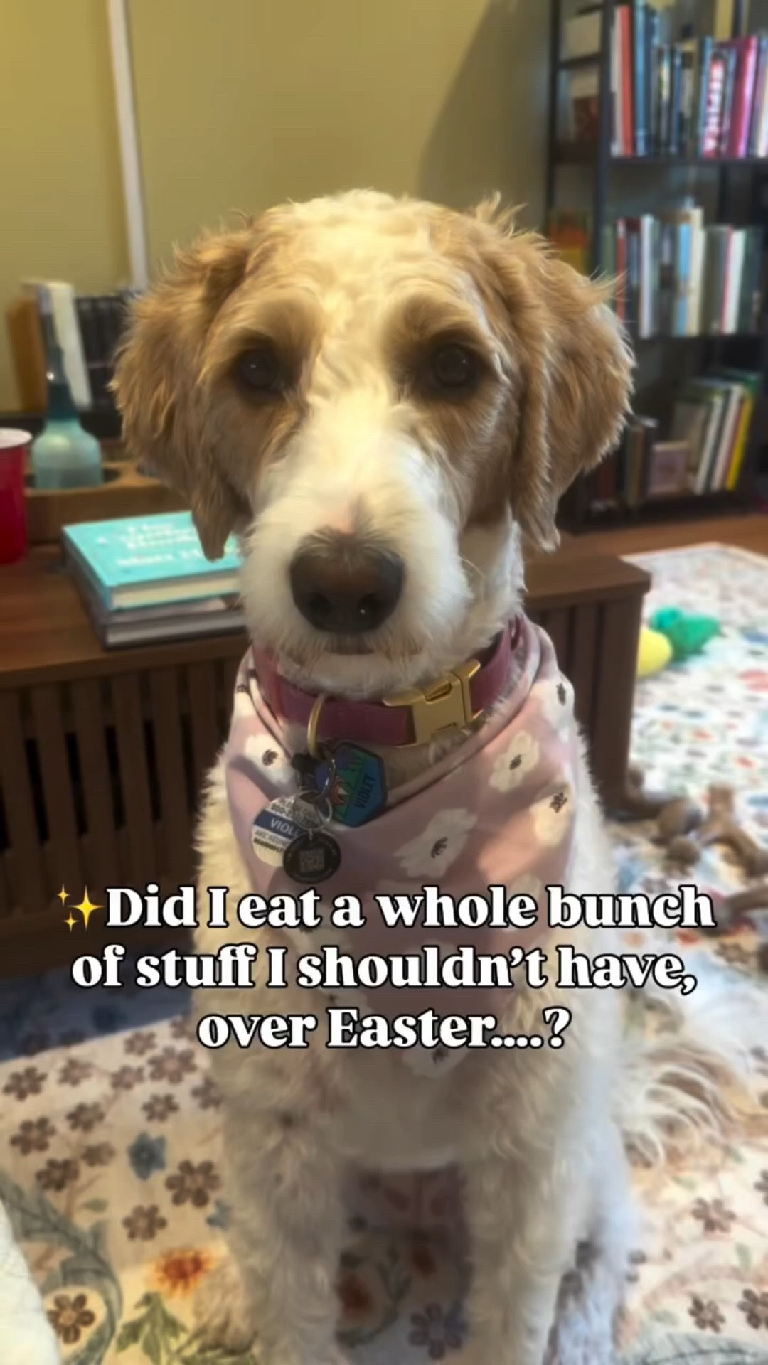 Easter chaos = Violet edition 🐣💀

One minute she’s posing cute for pictures… the next she’s taste-testing EVERYTHING she shouldn’t 🙃 (grass, crumbs, mystery snacks??)

Cue the itchies later 😩

Thankfully we had our go-to, @wuffes chews, to help calm her back down and get her feeling like herself again 💛🐾

Because let’s be real… she’s not gonna stop being a snack thief anytime soon 😂

#dogmomlife #itchydog #doghealth #easterdog #petwellness 🐶✨