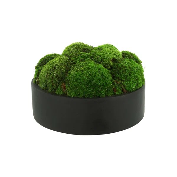 Nature's Nostalgia Preserved Moss Plant in Fiberstone Planter | Wayfair North America