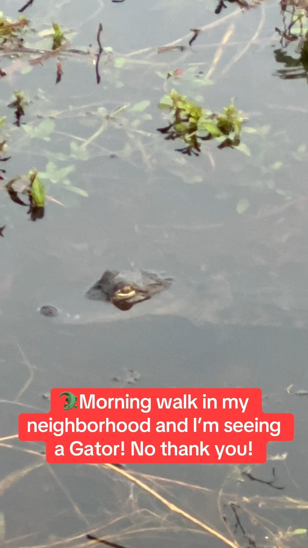 Morning walk in my Hoka sneakers and came across this GATOR!🐊 

I see all kinds of animals in my neighborhood! 

Gotta love Florida!



#LTKActive #LTKmorningroutine #LTKfitnessgoals
