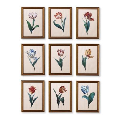 Framed Dutch Tulip Prints, Set of Nine | Frontgate | Frontgate