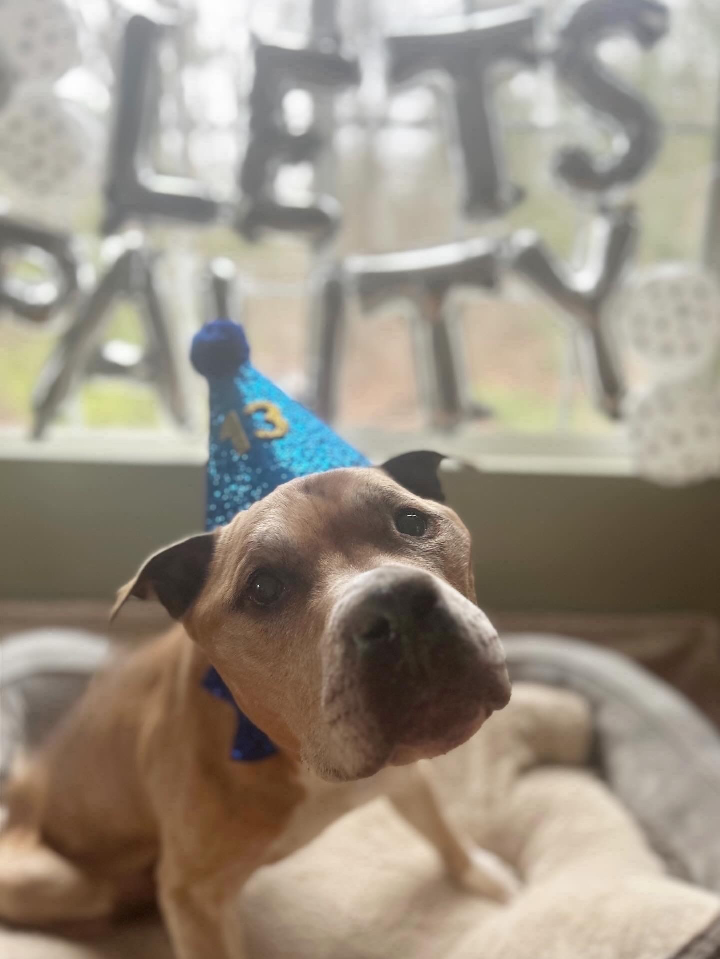 13 years of tail wags, 13 years of love. Happy Birthday to my favorite party animal! 🐾🎂

Obsessed with these silver ‘LET’S PARTY’ balloons for the best boy. 🥳

#LTKdayinmylife #LTKstorytime #LTKvlog