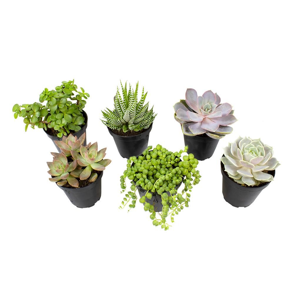 ALTMAN PLANTS 9 cm Assorted Succulent Plant Collection (6-Pack) | The Home Depot