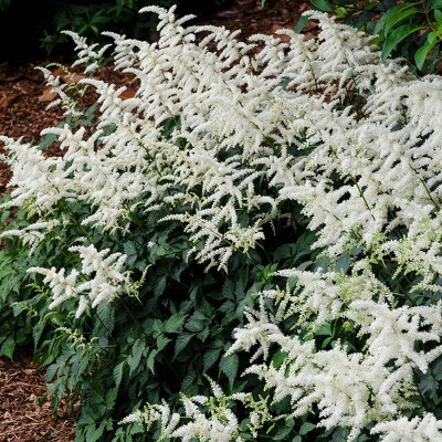 Van Zyverden Set of 5 Astilbe Bridal Veil Roots | Target