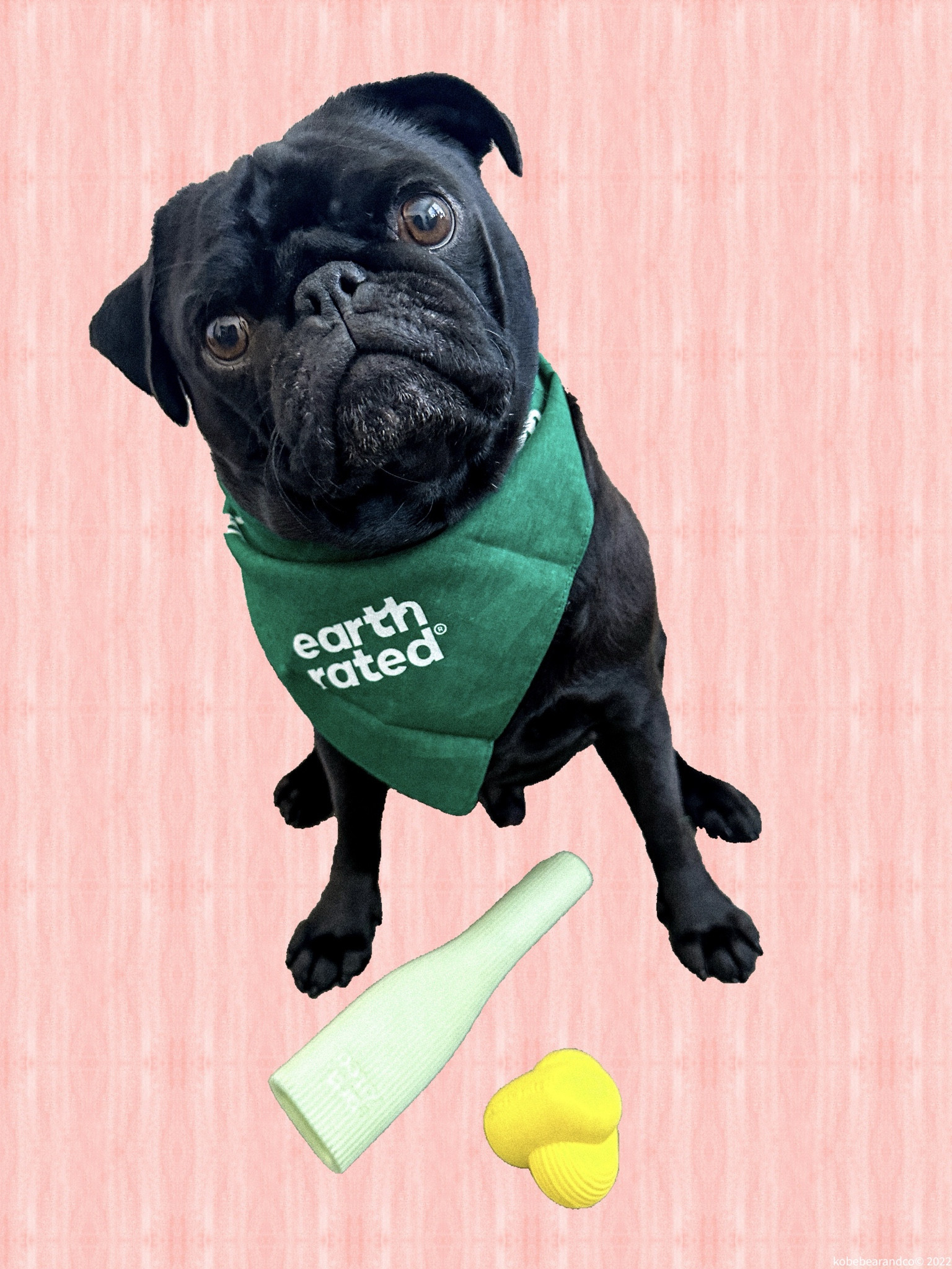 Earth Rated New Chew and Fetch Toys! #pets #dogtoys #ltkdogs #dogmom

#LTKBacktoSchool #LTKFind #LTKfamily