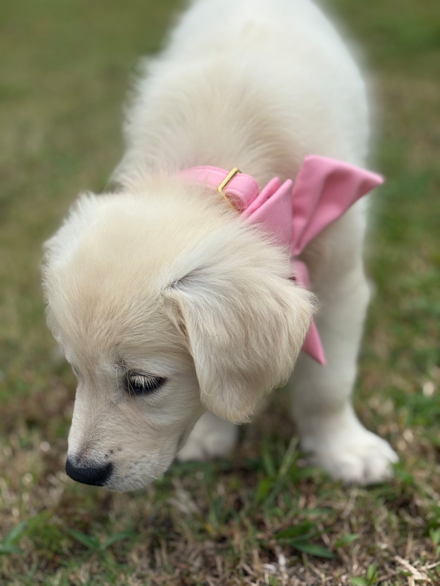 Lainey’s new collar bow is from Amazon!! 

#LTKFamily #LTKFindsUnder50 #LTKPets