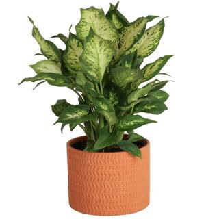 Dieffenbachia Indoor Plant in 6 in. Decor Planter, Average Shipping Height 1-2 ft. Tall | The Home Depot