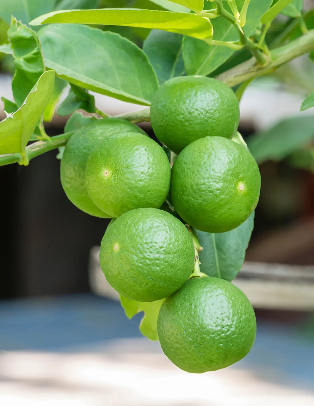 Persian 'Bearss' Lime Tree | The Sill