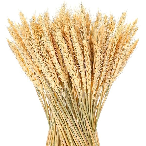 YoleShy Dried Wheat Stalks, 100 Stems 100% Natural Wheat Decor for Home Kitchen Christmas Wedding (1 | Amazon (US)