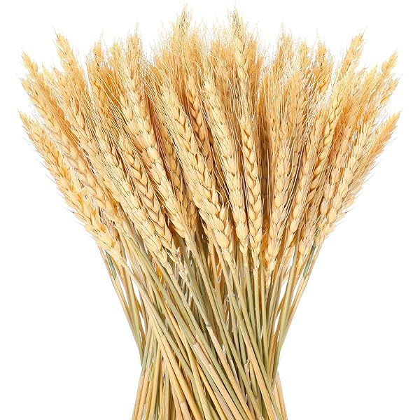 YoleShy Dried Wheat Stalks, 100 Stems 100% Natural Wheat Decor for Home Kitchen Christmas Wedding (1 | Amazon (US)