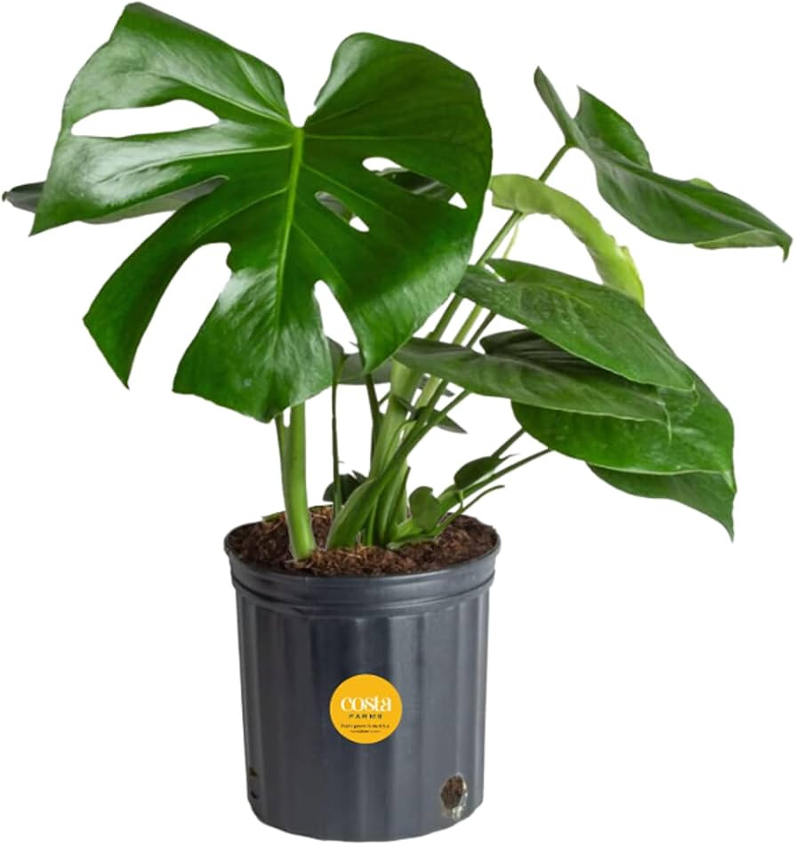 Costa Farms Monstera Swiss Cheese Plant, Live Indoor Plant, Easy to Grow Split Leaf Houseplant in... | Amazon (US)