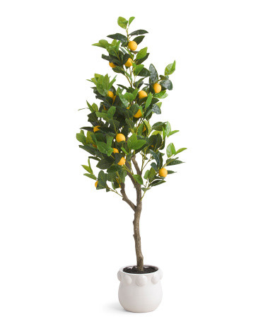 48in Outdoor Lemon Tree | TJ Maxx