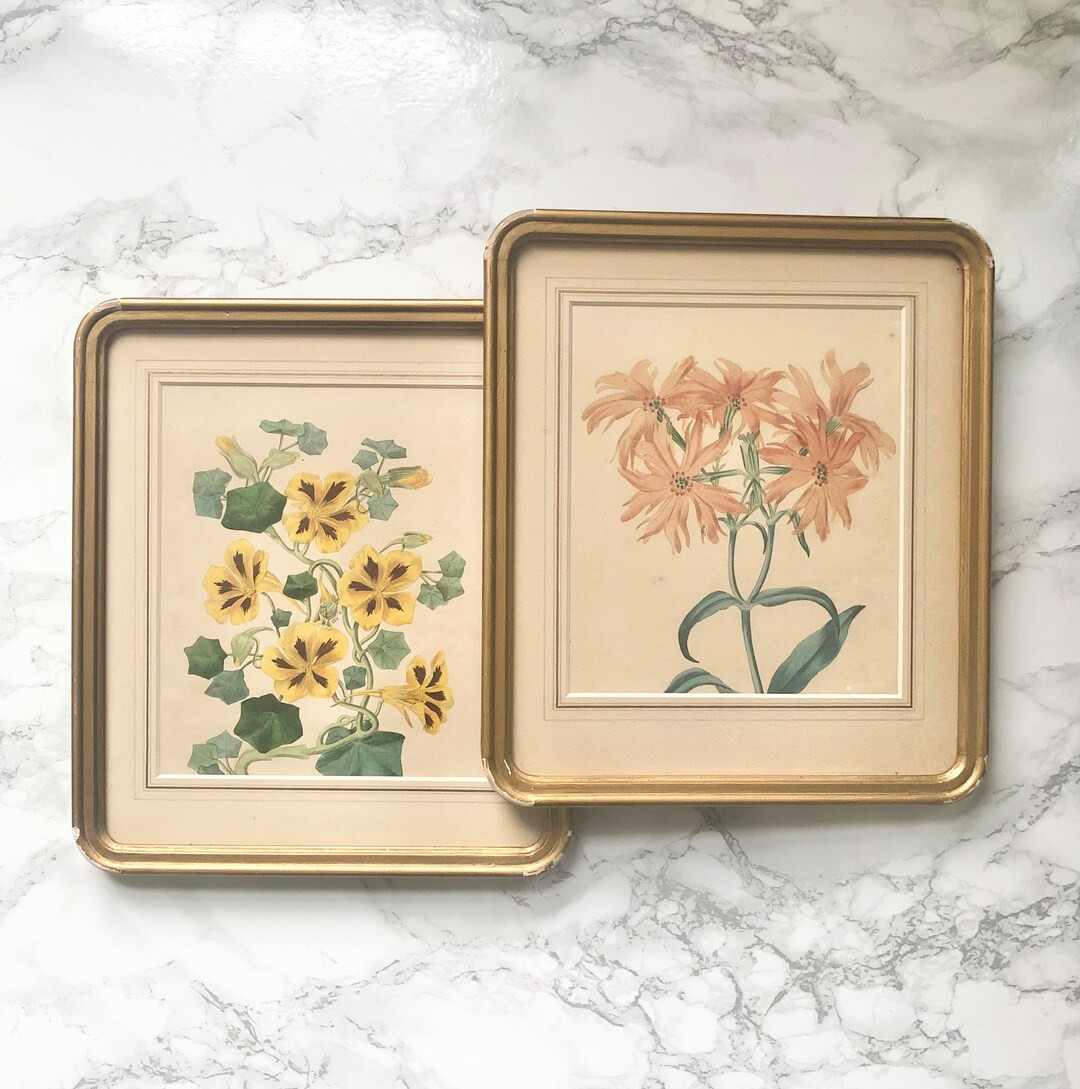 Pair of colorful antique botanical prints entirely watercolored by hand - Framed and under glass | Etsy (US)