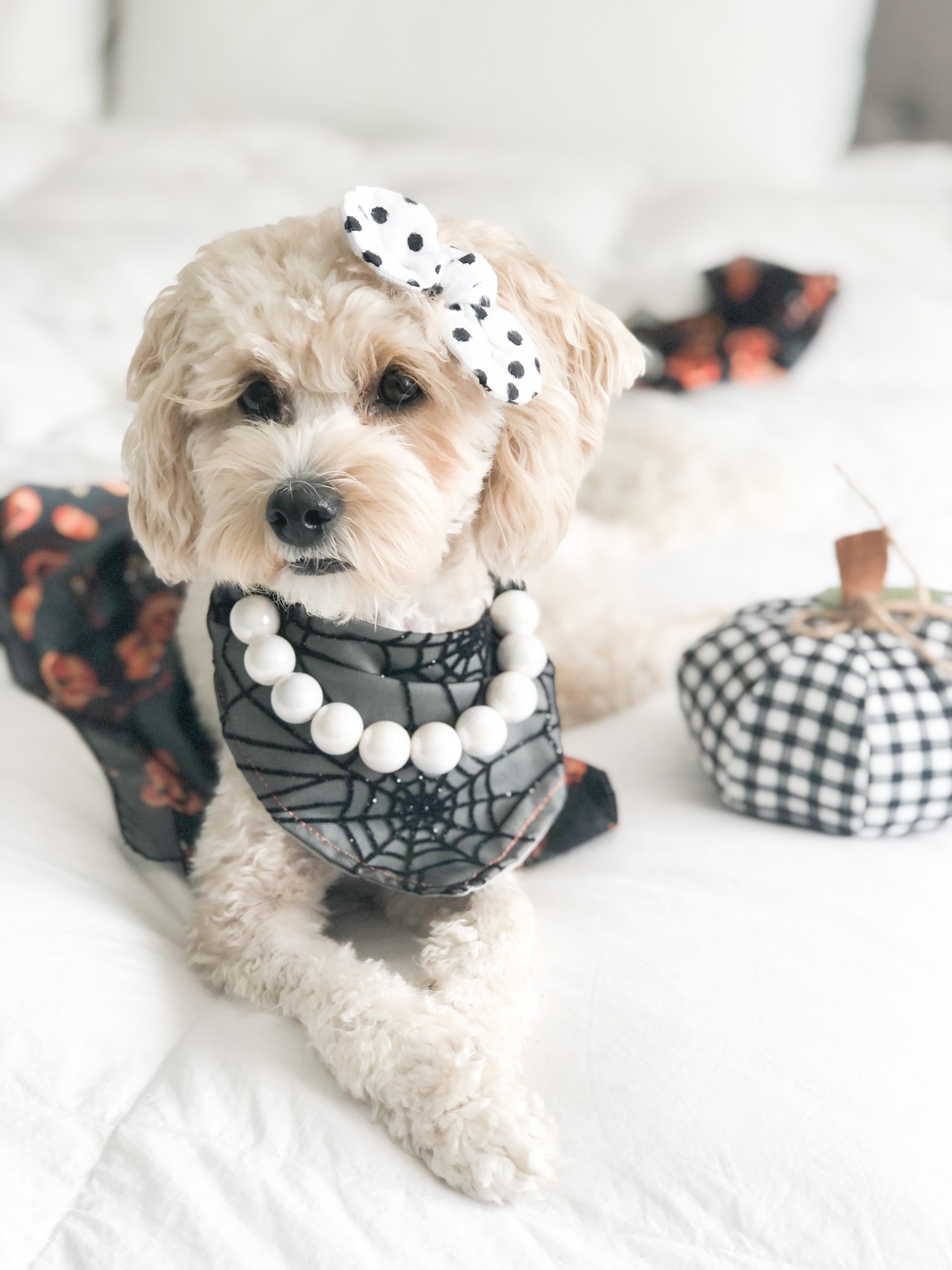 Shop my dog bandana and hair bow at mybowtiebazaar.com and my dog necklace at agirlsyorkie.com 🐾 —dog model grooming supplies--
#ltkdog #dog #fashion #fall #halloween #decor #falldecor #homedecor #dogaccessories #dogbandana #dogmodel #dogmom 

#LTKSeasonal #LTKfamily #LTKstyletip