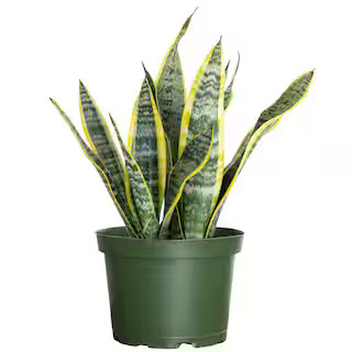 United Nursery Live Snake Plant Sansevieria Laurentii in 6 inch Grower Pot 22440 - The Home Depot | The Home Depot
