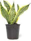 Altman Plants, Live Snake Plant, Sansevieria trifasciata Superba, Fully Rooted Indoor House Plant in | Amazon (US)