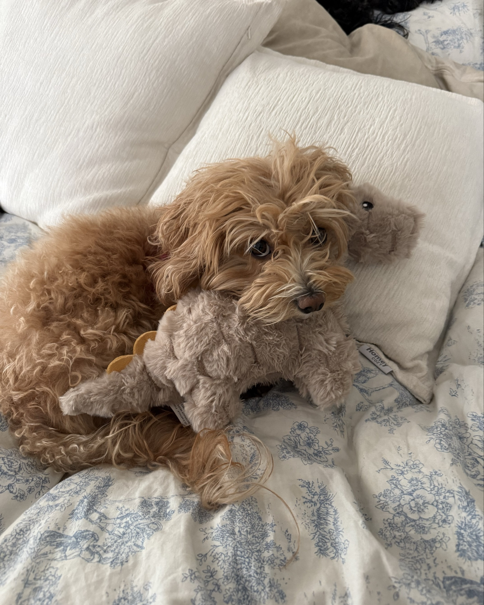 Poppy & my fav blue and white floral bedding!! she’s so cozy

#LTKautumn #LTKSeasonal #LTKHome