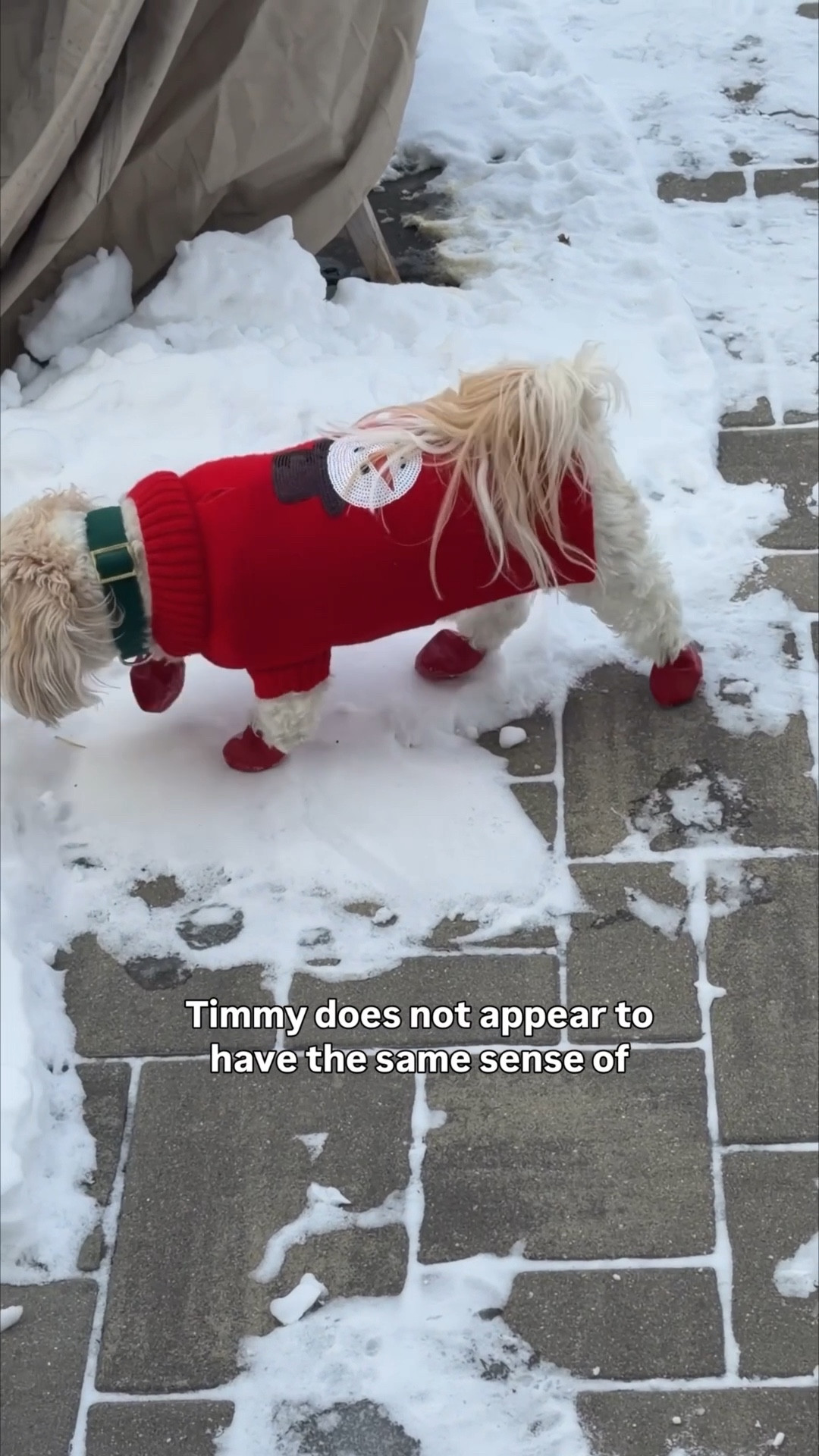 These dog booties  are the only things that work for our dogs. 

#LTKHome #LTKdayinmylife