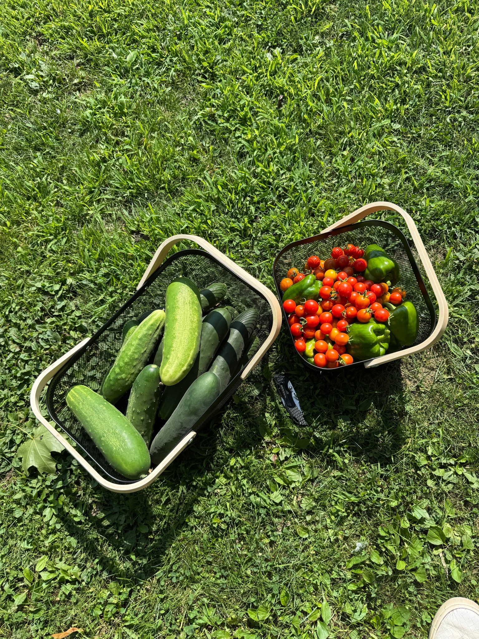 LOVING my veggie picking baskets!

#LTKSeasonal #LTKHome