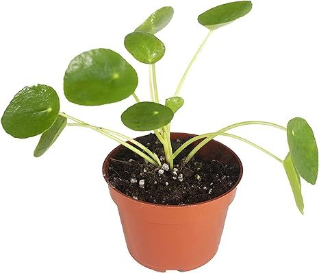(Rare) Chinese Money Plant - 4'' from California Tropicals | Amazon (US)
