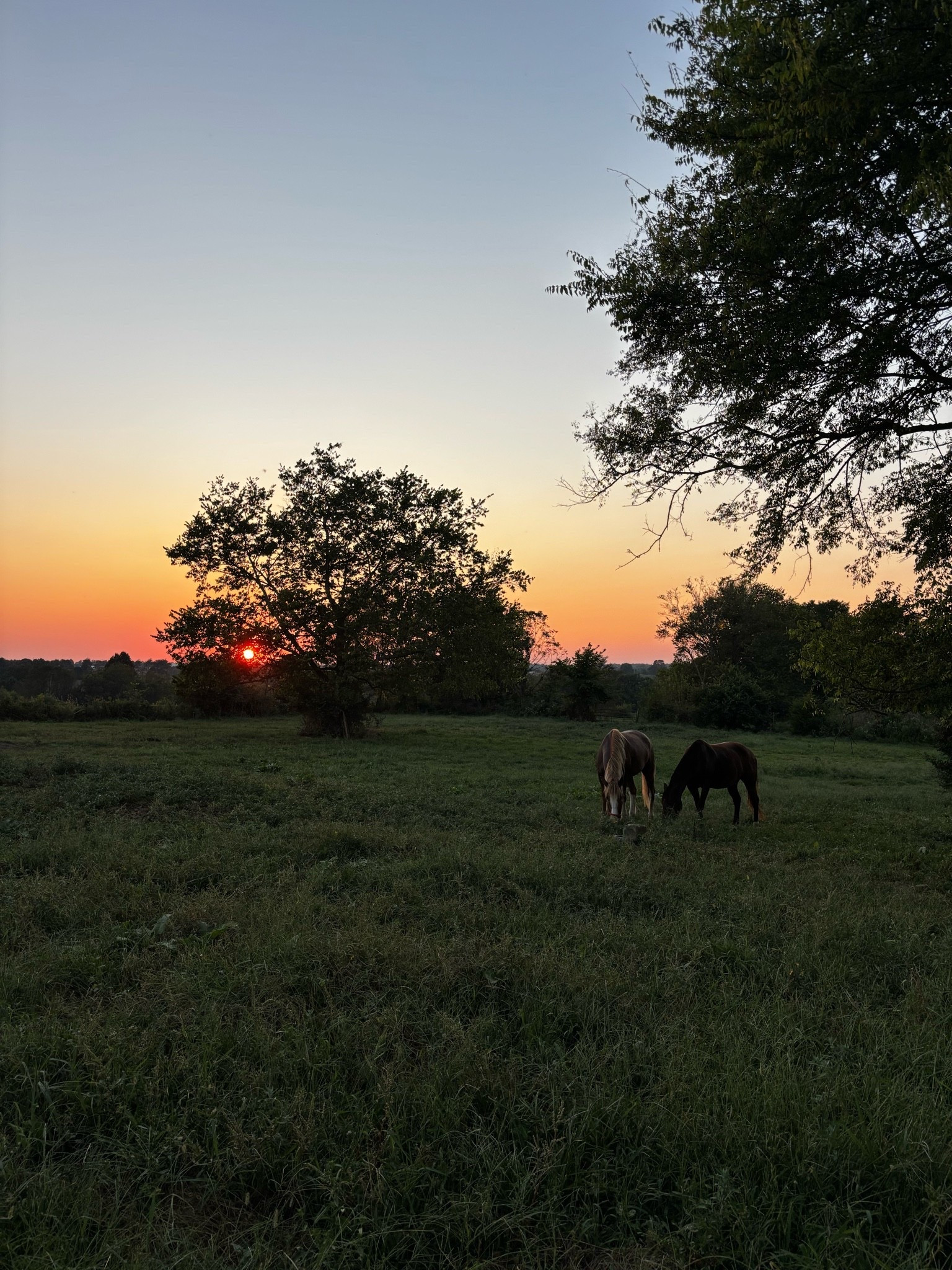 Then came home to the most gorgeous view 🥹 +my human babies who I don’t post 😂

#LTKdayinmylife #LTKmomlife #LTKstorytime