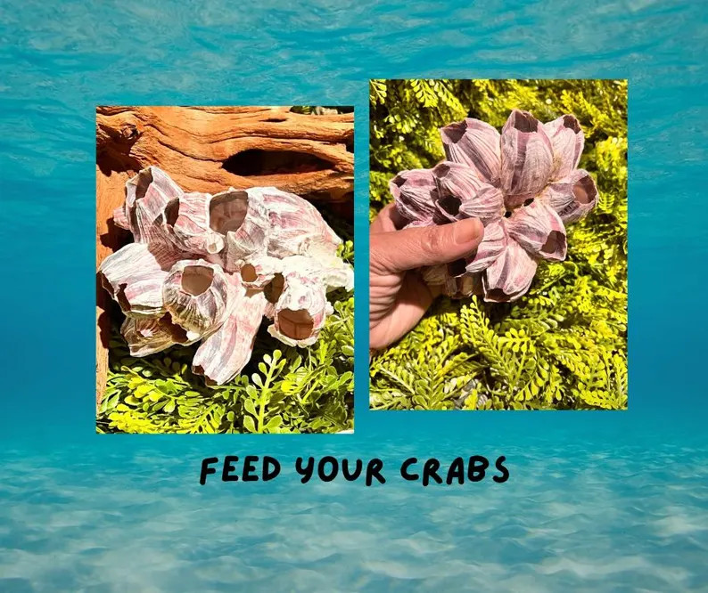 Purple-white Barnacle Cluster: Natural Calcium Source for Hermit Crabs (3-inch) - Etsy | Etsy (Global)