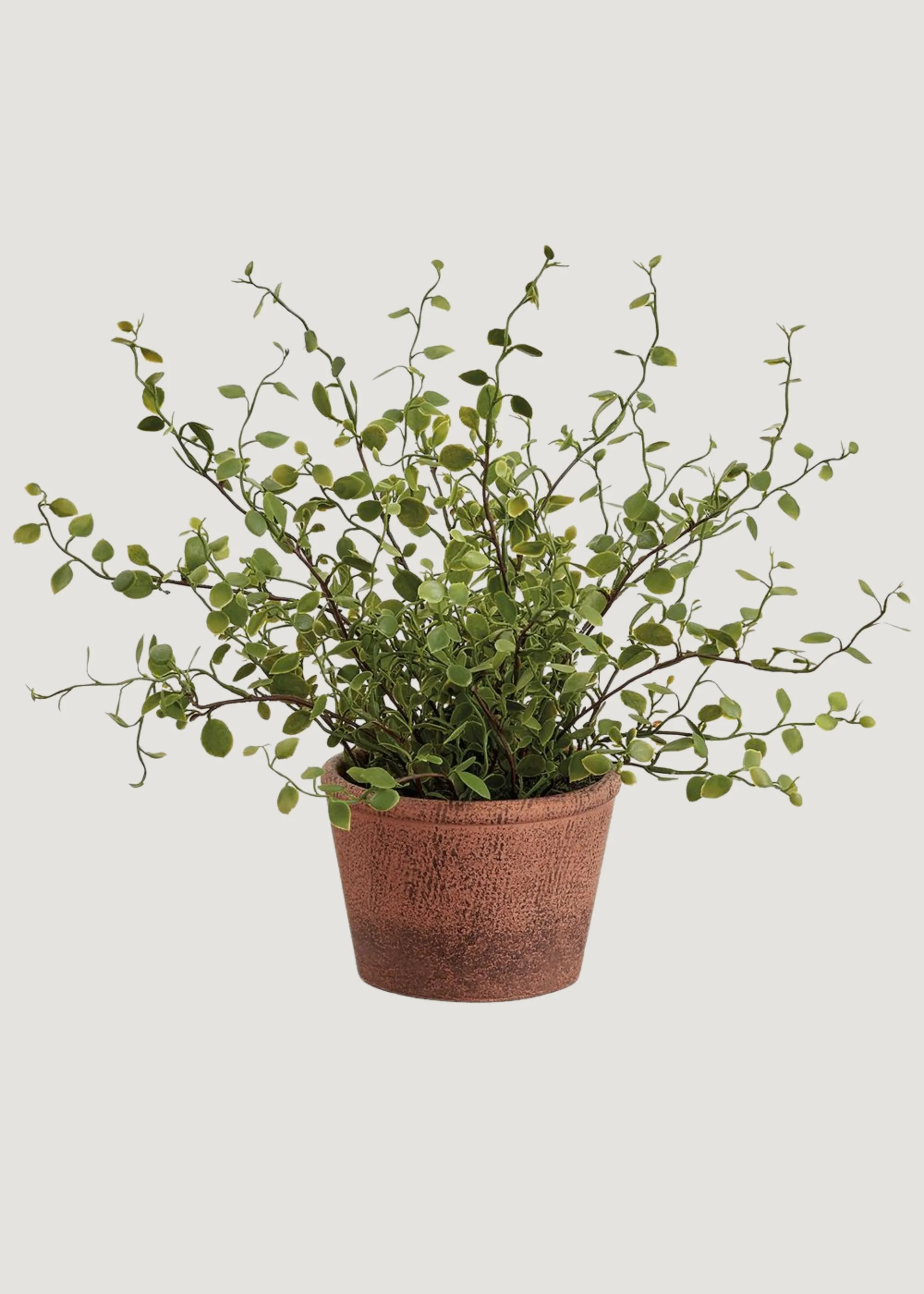 Small Artificial Plant Maidenhair Creeping Vine in Pot - 10.5" | Afloral